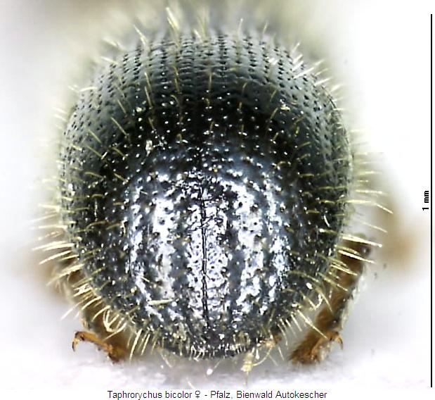 taphrorychus_bicolor_fld.jpg