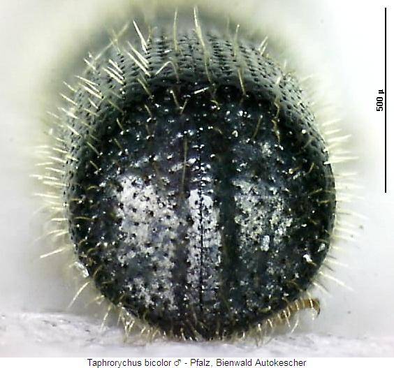 taphrorychus_bicolor_m_fld.jpg