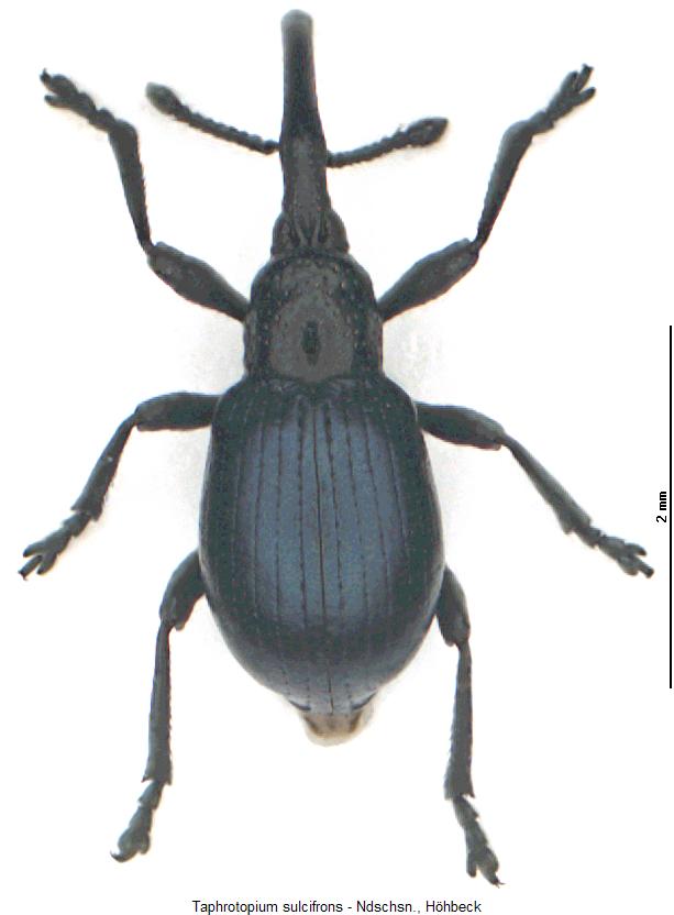 taphrotopium_sulcifrons_hab.jpg