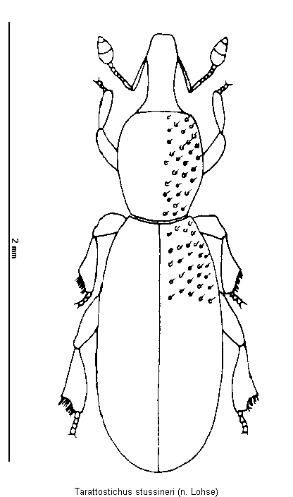 tarattostichus_stussineri_hab.gif