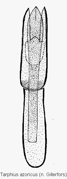 tarphius_azoricus.gif
