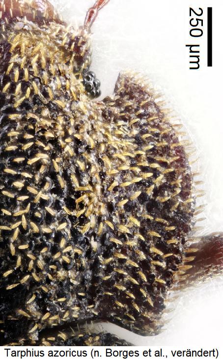 tarphius_azoricus_hsch.jpg