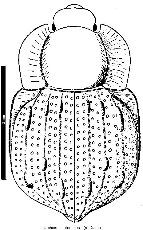 tarphius_cicatricosus_hab.gif