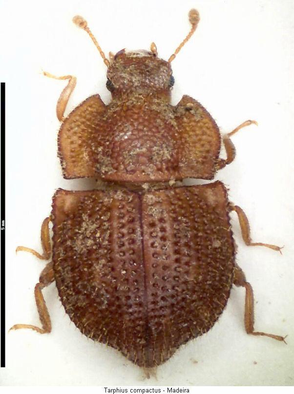 tarphius_compactus_hab.jpg