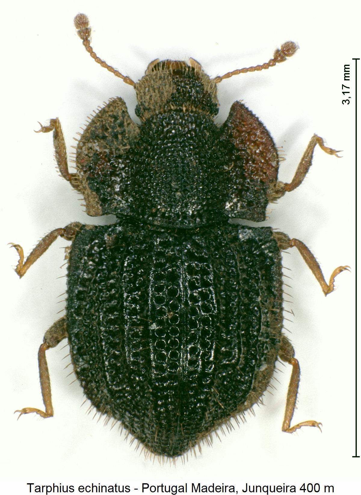 tarphius_echinatus_hab.jpg