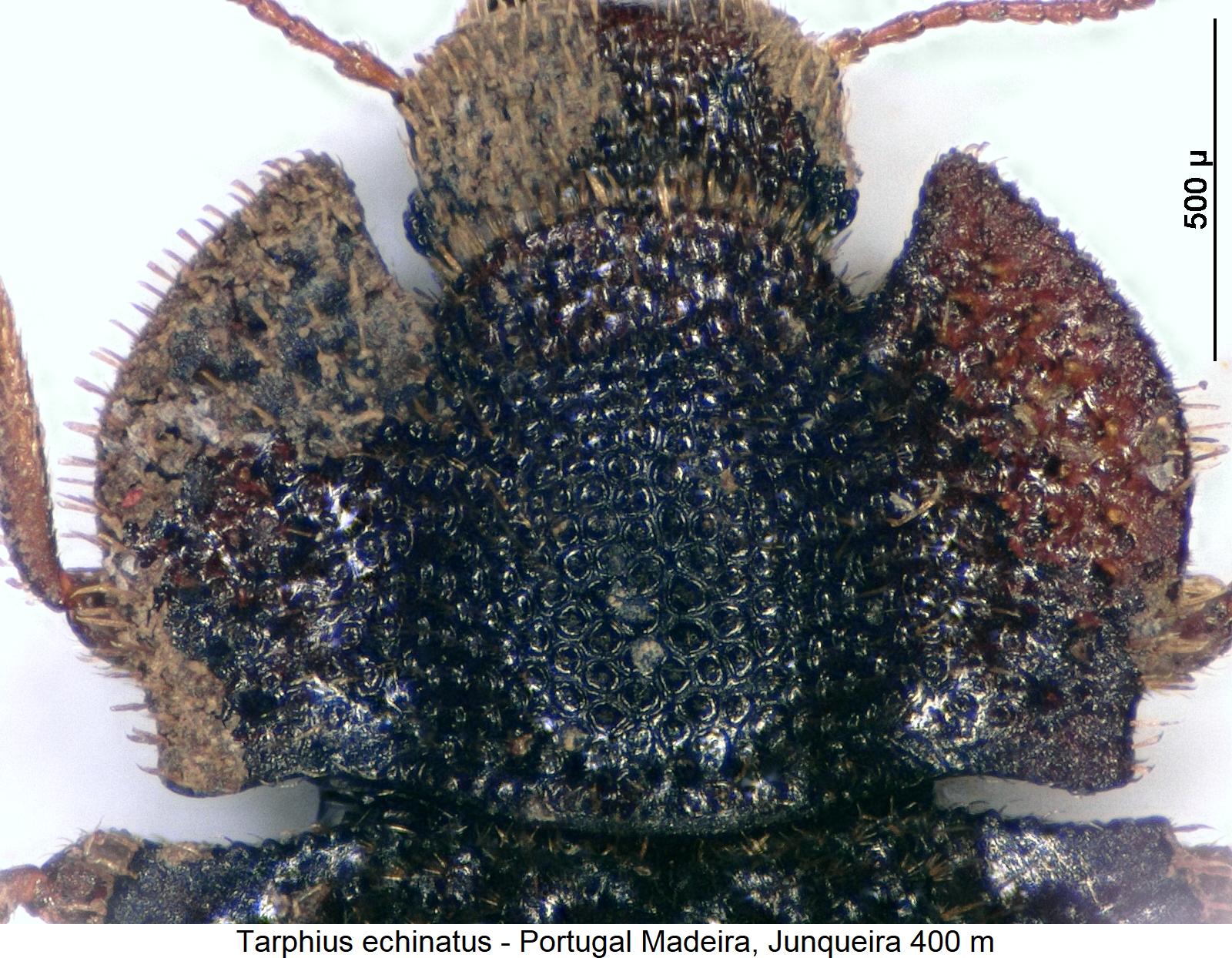 tarphius_echinatus_hsch.jpg