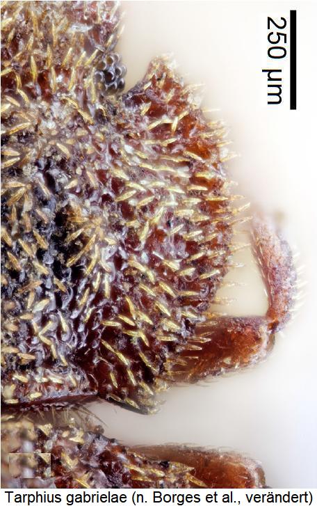 tarphius_floresensis_hsch.jpg
