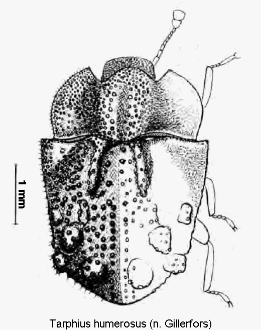 tarphius_humerosus_hab.gif