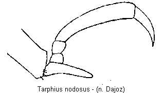 tarphius_nodosus_mtr.gif
