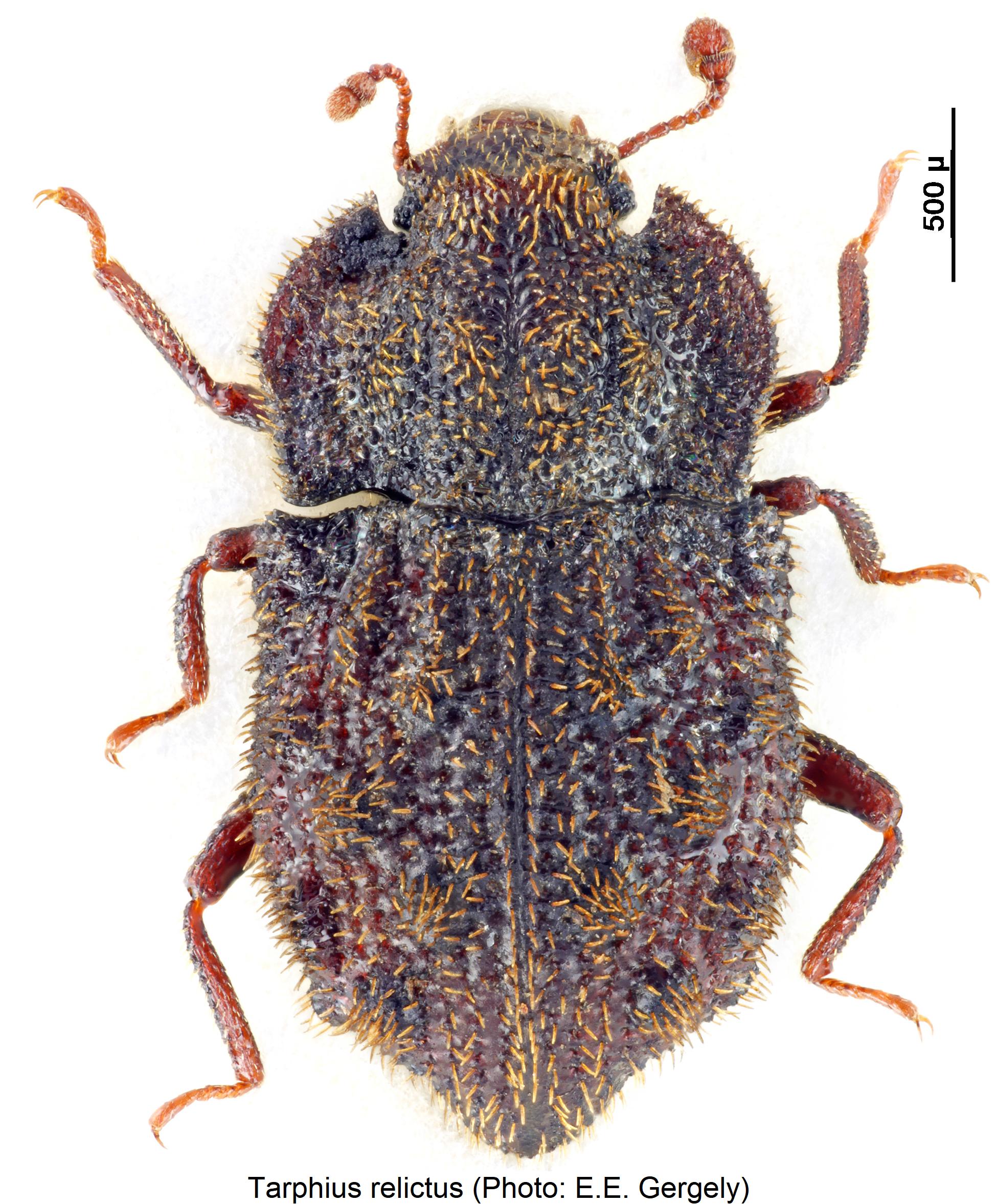 tarphius_relictus_hab.jpg