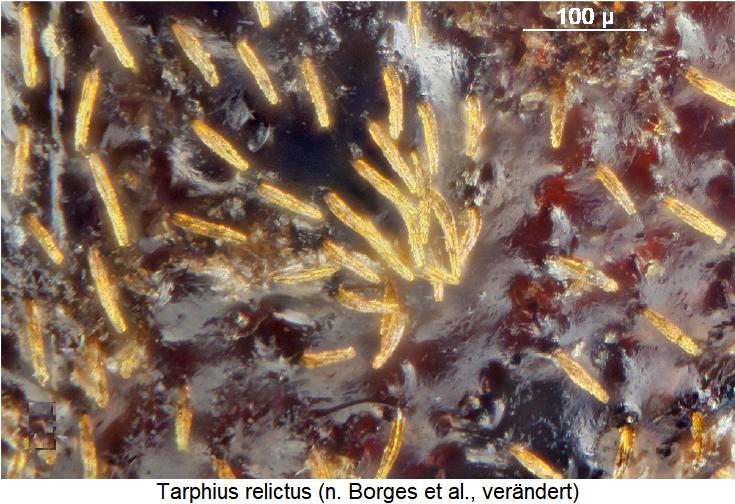 tarphius_relictus_int.jpg