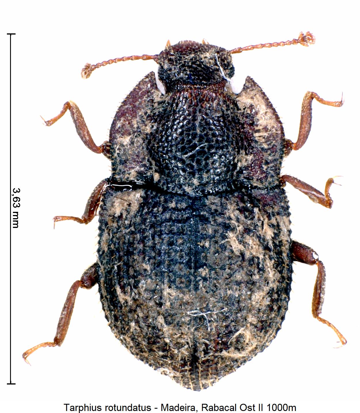 tarphius_rotundatus_hab.jpg