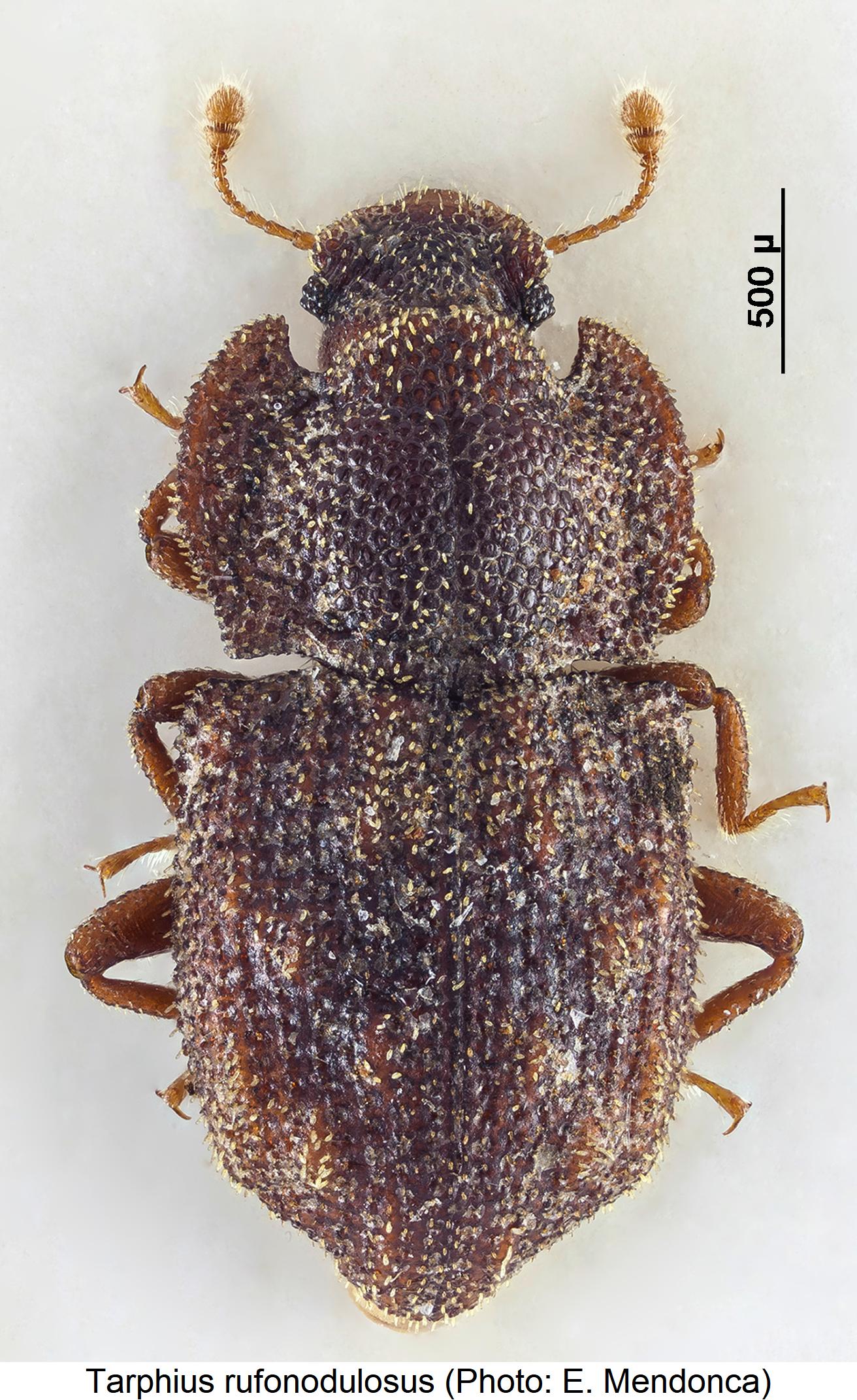 tarphius_rufonodulosus_hab.jpg