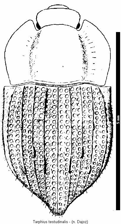 tarphius_testudinalis_hab.gif