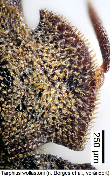 tarphius_wollastoni_hsch.jpg