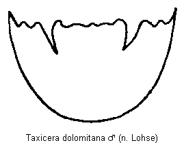 taxicera_dolomitana_atergit.gif