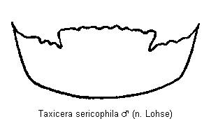 taxicera_sericophila_atergit.gif