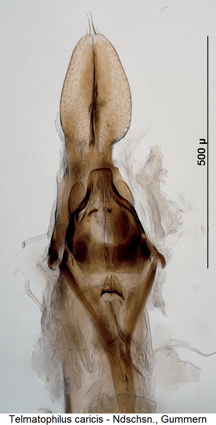 telmatophilus_caricis.jpg