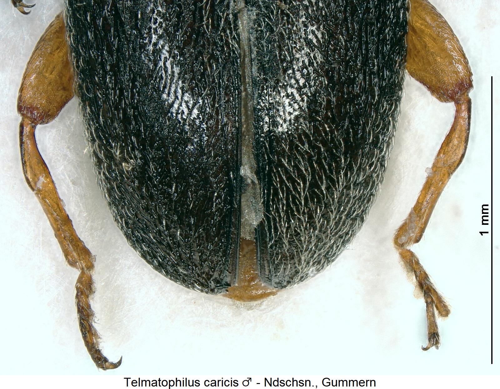 telmatophilus_caricis_m_hschn.jpg
