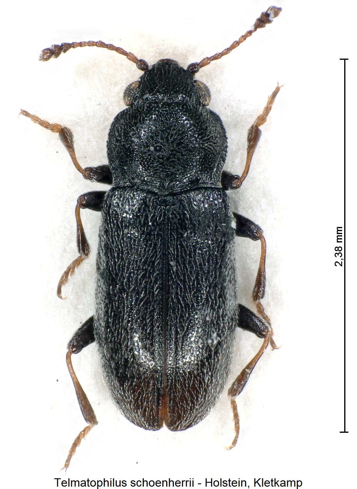 telmatophilus_schoenherrii_hab.jpg