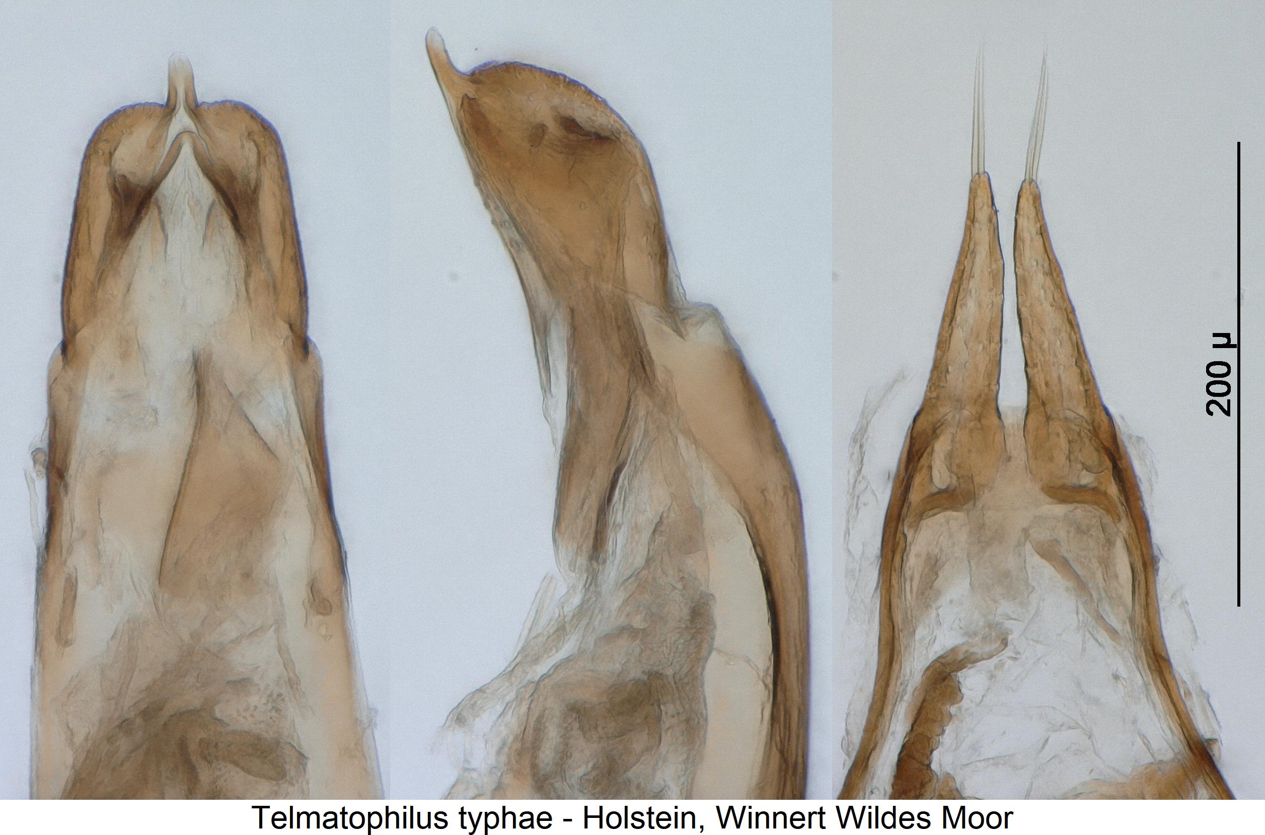 telmatophilus_typhae4.jpg