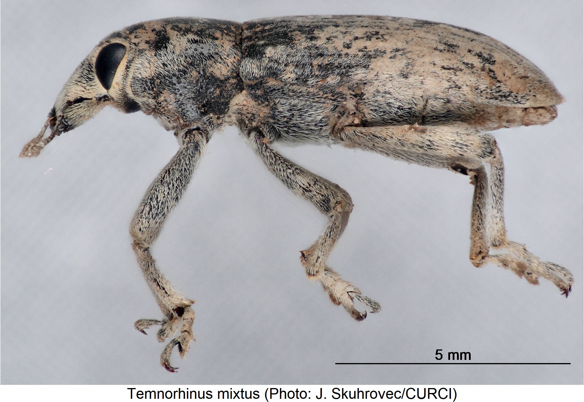 temnorhinus_mixtus_sa.jpg