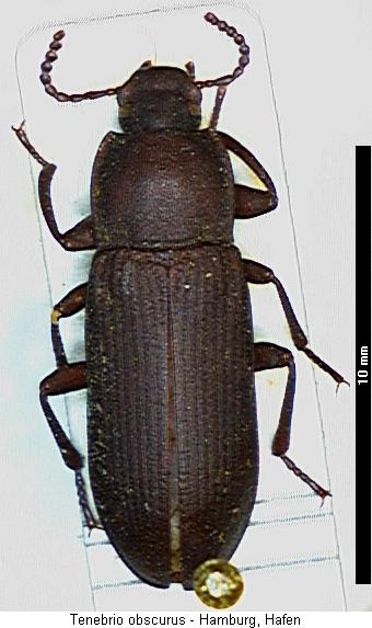 tenebrio_obscurus_hab.jpg