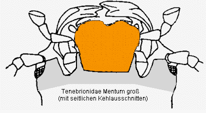 tenebrionidae_mentum_gross2.gif