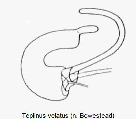 teplinus_velatus_sperm.gif
