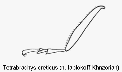 tetrabrachys_creticus_htr.gif