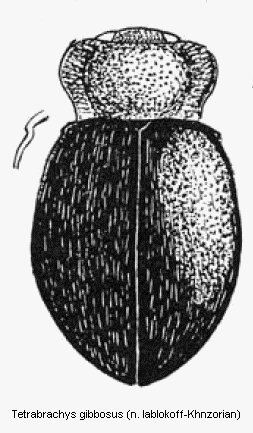 tetrabrachys_gibbosus_hab.gif
