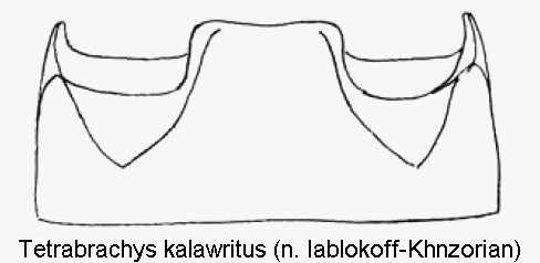tetrabrachys_kalawritus_abd.gif