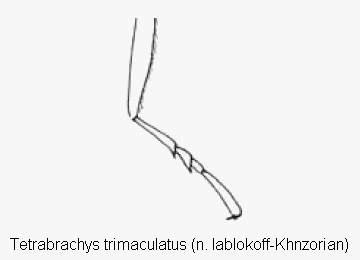 tetrabrachys_trimaculatus_htr.gif