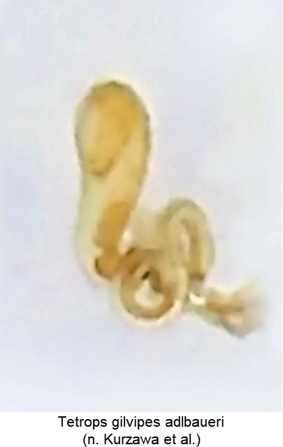 tetrops_adlbaueri_sperm_kurzawa.jpg