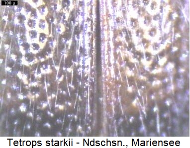 tetrops_starkii_fld.jpg