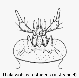 thalassobius_testaceus_ment.gif