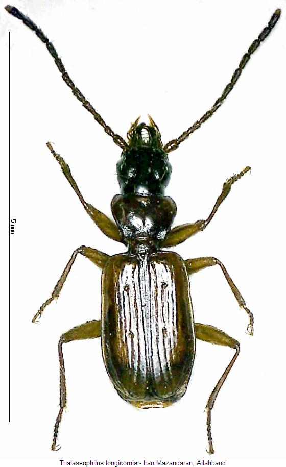 thalassophilus_longicornis_hab3.jpg