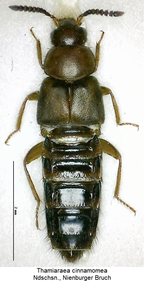 thamiaraea_cinnamomea_hab.jpg