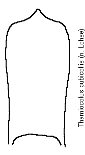 thamiocolus_pubicollis.gif