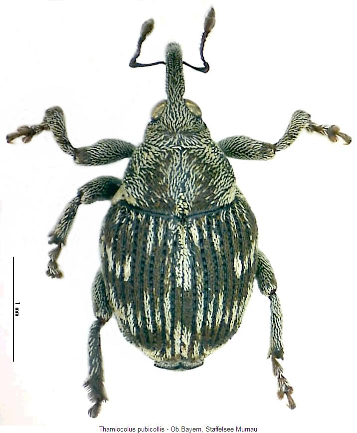 thamiocolus_pubicollis_hab.jpg