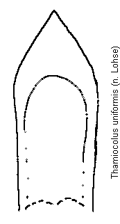 thamiocolus_uniformis.gif