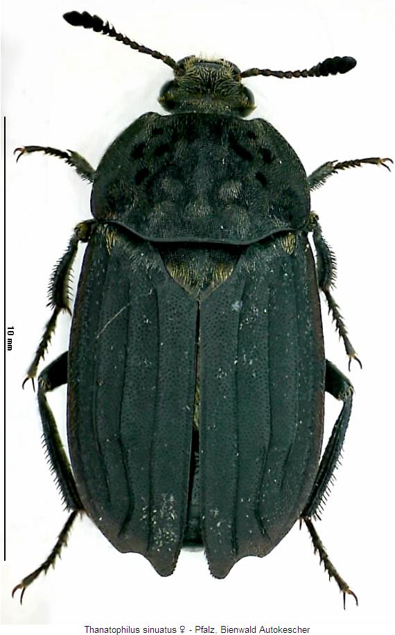 thanatophilus_sinuatus_w_hab.jpg