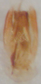 thorictodes_brevipennis_genitalia.jpg