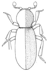 thorictodes_erraticus2.jpg
