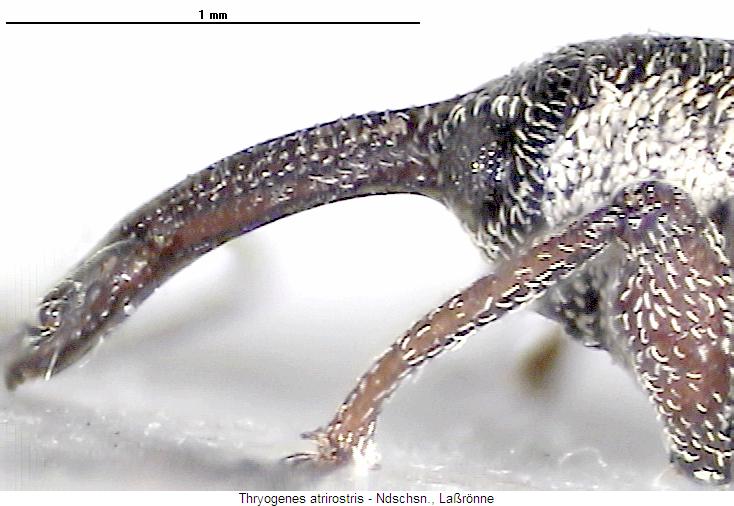 thryogenes_atrirostris_vk.jpg