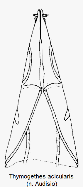 thymogethes_acicularis_ovi.gif