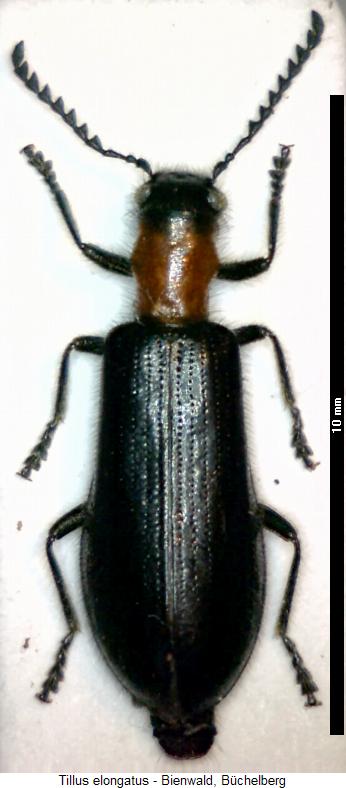 tillus_elongatus_hab.jpg