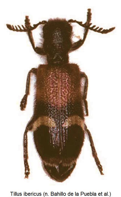 tillus_ibericus_hab.jpg