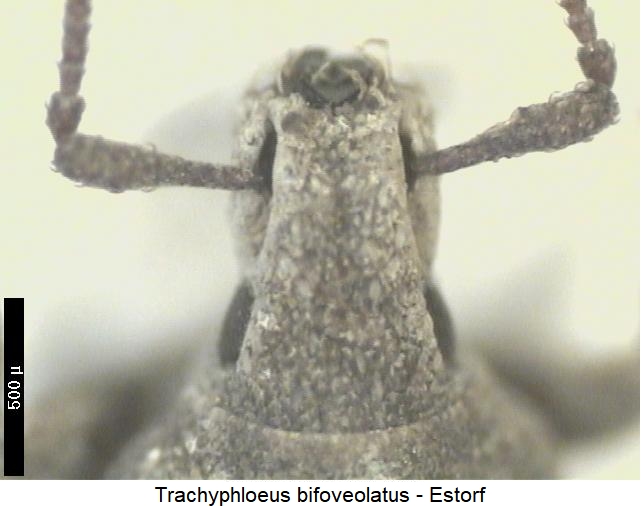trachyphloeus_bifoveolatus_vk.jpg