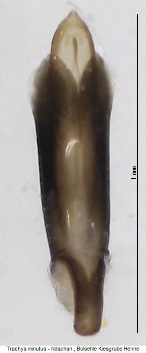 trachys_minutus.jpg
